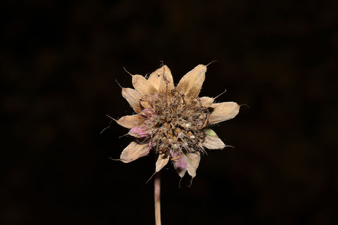 Lemon Beebalm (Monarda citriodora) In a garden near a forest edge.<br />
 Fall,Geotagged,Lemon Beebalm,Monarda citriodora,United States