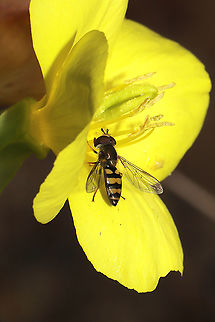Eupeodes americanus/pomus group On Oenothera biennis at a disturbed forest edge.
 American hoverfly,Eupeodes americanus,Eupeodes corollae,Fall,Geotagged,Migrant Hover Fly,United States
