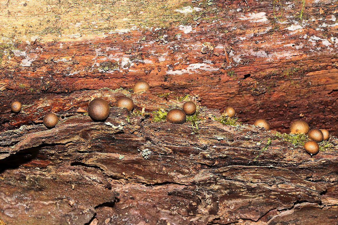 Wolf's Milk (Lycogala epidendrum) Growing a fallen, rotting tree on a woodland trail.<br />
<figure class="photo"><a href="https://www.jungledragon.com/image/105425/wolfs_milk_lycogala_epidendrum.html" title="Wolf's Milk (Lycogala epidendrum)"><img src="https://s3.amazonaws.com/media.jungledragon.com/images/3231/105425_thumb.jpg?AWSAccessKeyId=05GMT0V3GWVNE7GGM1R2&Expires=1770854410&Signature=T0NjMN6SemhcQ5lfEmTOJO2n4EA%3D" width="200" height="134" alt="Wolf's Milk (Lycogala epidendrum) Growing a fallen, rotting tree on a woodland trail.<br />
https://www.jungledragon.com/image/105424/wolfs_milk_lycogala_epidendrum.html Fall,Geotagged,Lycogala epidendrum,United States,Wolf's milk" /></a></figure> Fall,Geotagged,Lycogala epidendrum,United States,Wolf's milk