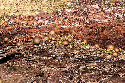 Wolf's Milk (Lycogala epidendrum) Growing a fallen, rotting tree on a woodland trail.
https://www.jungledragon.com/image/105425/wolfs_milk_lycogala_epidendrum.html Fall,Geotagged,Lycogala epidendrum,United States,Wolf's milk