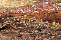 Wolf's Milk (Lycogala epidendrum) Growing a fallen, rotting tree on a woodland trail.<br />
https://www.jungledragon.com/image/105425/wolfs_milk_lycogala_epidendrum.html Fall,Geotagged,Lycogala epidendrum,United States,Wolf's milk