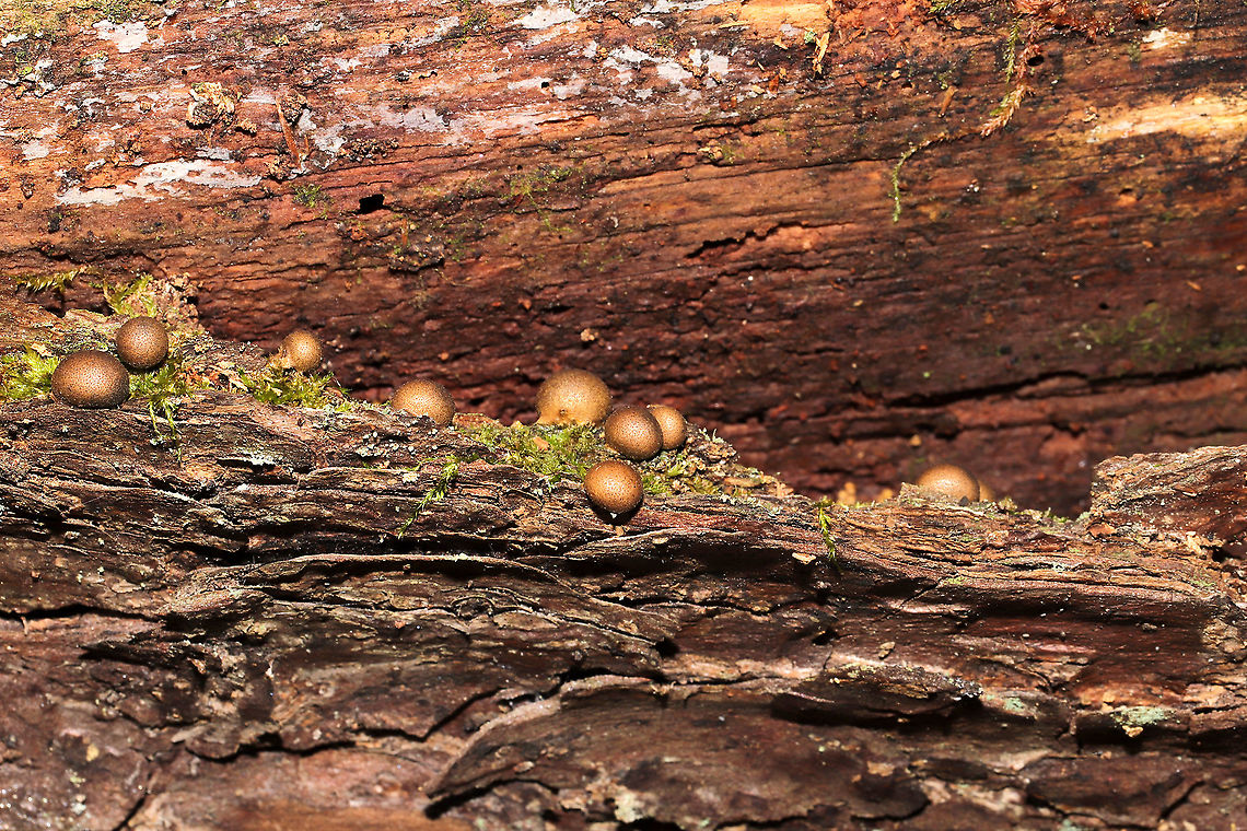 Wolf's Milk (Lycogala epidendrum) Growing a fallen, rotting tree on a woodland trail.<br />
<figure class="photo"><a href="https://www.jungledragon.com/image/105424/wolfs_milk_lycogala_epidendrum.html" title="Wolf&#039;s Milk (Lycogala epidendrum)"><img src="https://s3.amazonaws.com/media.jungledragon.com/images/3231/105424_thumb.jpg?AWSAccessKeyId=05GMT0V3GWVNE7GGM1R2&Expires=1767225610&Signature=BeiZ%2Fz%2BMUjJHH3NuWnQWTiXIbLA%3D" width="200" height="134" alt="Wolf&#039;s Milk (Lycogala epidendrum) Growing a fallen, rotting tree on a woodland trail.<br />
https://www.jungledragon.com/image/105425/wolfs_milk_lycogala_epidendrum.html Fall,Geotagged,Lycogala epidendrum,United States,Wolf&#039;s milk" /></a></figure> Fall,Geotagged,Lycogala epidendrum,United States,Wolf's milk