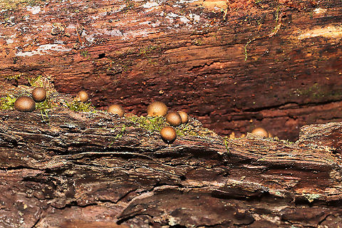 Wolf's Milk (Lycogala epidendrum) Growing a fallen, rotting tree on a woodland trail.
https://www.jungledragon.com/image/105424/wolfs_milk_lycogala_epidendrum.html Fall,Geotagged,Lycogala epidendrum,United States,Wolf's milk