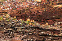 Wolf's Milk (Lycogala epidendrum) Growing a fallen, rotting tree on a woodland trail.<br />
https://www.jungledragon.com/image/105424/wolfs_milk_lycogala_epidendrum.html Fall,Geotagged,Lycogala epidendrum,United States,Wolf's milk