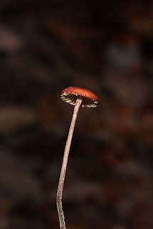 Suborder Marasmiineae? Growing in leaf litter under mostly oaks and hickories. Stem cream/white colored and covered in black hairs.
https://www.jungledragon.com/image/105490/suborder_marasmiineae.html
https://www.jungledragon.com/image/105488/suborder_marasmiineae.html
https://www.jungledragon.com/image/105489/suborder_marasmiineae.html Fall,Geotagged,United States