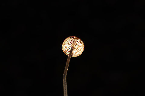 Suborder Marasmiineae? Growing in leaf litter under mostly oaks and hickories. Stem cream/white colored and covered in black hairs.
https://www.jungledragon.com/image/105490/suborder_marasmiineae.html
https://www.jungledragon.com/image/105489/suborder_marasmiineae.html
https://www.jungledragon.com/image/105487/suborder_marasmiineae.html Fall,Geotagged,United States