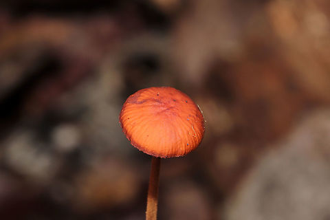 Suborder Marasmiineae? Growing in leaf litter under mostly oaks and hickories. Stem cream/white colored and covered in black hairs. 
https://www.jungledragon.com/image/105490/suborder_marasmiineae.html
https://www.jungledragon.com/image/105488/suborder_marasmiineae.html
https://www.jungledragon.com/image/105487/suborder_marasmiineae.html Fall,Geotagged,United States