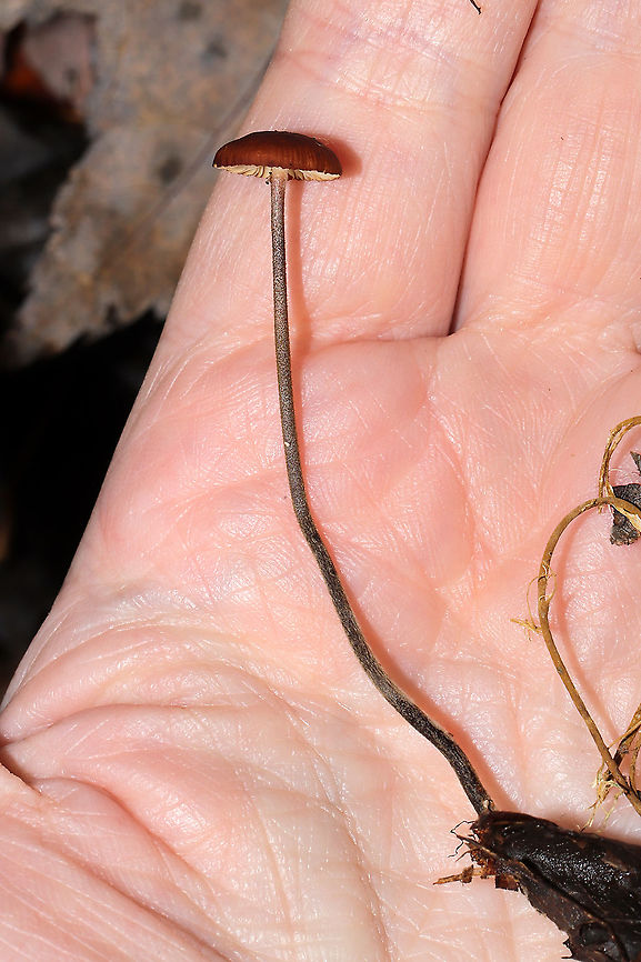Suborder Marasmiineae? Growing in leaf litter under mostly oaks and hickories. Stem cream/white colored and covered in black hairs. <br />
<figure class="photo"><a href="https://www.jungledragon.com/image/105489/suborder_marasmiineae.html" title="Suborder Marasmiineae?"><img src="https://s3.amazonaws.com/media.jungledragon.com/images/3231/105489_thumb.jpg?AWSAccessKeyId=05GMT0V3GWVNE7GGM1R2&Expires=1765411210&Signature=Mq5gMVaViGb%2FIsbW49f4FYu9dVk%3D" width="200" height="134" alt="Suborder Marasmiineae? Growing in leaf litter under mostly oaks and hickories. Stem cream/white colored and covered in black hairs. <br />
https://www.jungledragon.com/image/105490/suborder_marasmiineae.html<br />
https://www.jungledragon.com/image/105488/suborder_marasmiineae.html<br />
https://www.jungledragon.com/image/105487/suborder_marasmiineae.html Fall,Geotagged,United States" /></a></figure><br />
<figure class="photo"><a href="https://www.jungledragon.com/image/105488/suborder_marasmiineae.html" title="Suborder Marasmiineae?"><img src="https://s3.amazonaws.com/media.jungledragon.com/images/3231/105488_thumb.jpg?AWSAccessKeyId=05GMT0V3GWVNE7GGM1R2&Expires=1765411210&Signature=Kdox6PF%2BNqXWx%2FBgPoclSvpsqNo%3D" width="200" height="134" alt="Suborder Marasmiineae? Growing in leaf litter under mostly oaks and hickories. Stem cream/white colored and covered in black hairs.<br />
https://www.jungledragon.com/image/105490/suborder_marasmiineae.html<br />
https://www.jungledragon.com/image/105489/suborder_marasmiineae.html<br />
https://www.jungledragon.com/image/105487/suborder_marasmiineae.html Fall,Geotagged,United States" /></a></figure><br />
<figure class="photo"><a href="https://www.jungledragon.com/image/105487/suborder_marasmiineae.html" title="Suborder Marasmiineae?"><img src="https://s3.amazonaws.com/media.jungledragon.com/images/3231/105487_thumb.jpg?AWSAccessKeyId=05GMT0V3GWVNE7GGM1R2&Expires=1765411210&Signature=cLKWOSOcBXzaDZYzf9Itrj2v394%3D" width="102" height="152" alt="Suborder Marasmiineae? Growing in leaf litter under mostly oaks and hickories. Stem cream/white colored and covered in black hairs.<br />
https://www.jungledragon.com/image/105490/suborder_marasmiineae.html<br />
https://www.jungledragon.com/image/105488/suborder_marasmiineae.html<br />
https://www.jungledragon.com/image/105489/suborder_marasmiineae.html Fall,Geotagged,United States" /></a></figure> Fall,Geotagged,United States