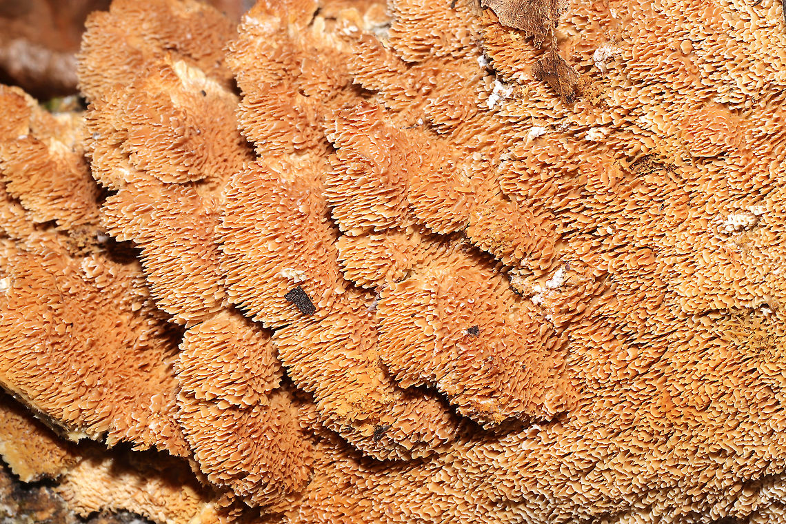 Ochre Spreading Tooth (Steccherinum ochraceum) Growing on a fallen, rotting oak branch on a forested trail.<br />
<figure class="photo"><a href="https://www.jungledragon.com/image/105501/ochre_spreading_tooth_steccherinum_ochraceum.html" title="Ochre Spreading Tooth (Steccherinum ochraceum)"><img src="https://s3.amazonaws.com/media.jungledragon.com/images/3231/105501_thumb.jpg?AWSAccessKeyId=05GMT0V3GWVNE7GGM1R2&Expires=1767225610&Signature=XhYLNh%2B5YXfu6B79%2FzKmOcD0qoA%3D" width="102" height="152" alt="Ochre Spreading Tooth (Steccherinum ochraceum) Growing on a fallen, rotting oak branch on a forested trail.<br />
https://www.jungledragon.com/image/105500/ochre_spreading_tooth_steccherinum_ochraceum.html Fall,Geotagged,Steccherinum ochraceum,United States" /></a></figure> Fall,Geotagged,Steccherinum ochraceum,United States