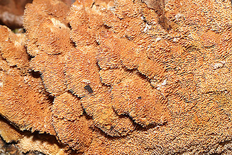 Ochre Spreading Tooth (Steccherinum ochraceum) Growing on a fallen, rotting oak branch on a forested trail.
https://www.jungledragon.com/image/105501/ochre_spreading_tooth_steccherinum_ochraceum.html Fall,Geotagged,Steccherinum ochraceum,United States