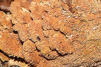 Ochre Spreading Tooth (Steccherinum ochraceum) Growing on a fallen, rotting oak branch on a forested trail.<br />
https://www.jungledragon.com/image/105501/ochre_spreading_tooth_steccherinum_ochraceum.html Fall,Geotagged,Steccherinum ochraceum,United States