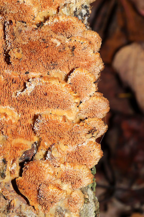 Ochre Spreading Tooth (Steccherinum ochraceum) Growing on a fallen, rotting oak branch on a forested trail.<br />
<figure class="photo"><a href="https://www.jungledragon.com/image/105500/ochre_spreading_tooth_steccherinum_ochraceum.html" title="Ochre Spreading Tooth (Steccherinum ochraceum)"><img src="https://s3.amazonaws.com/media.jungledragon.com/images/3231/105500_thumb.jpg?AWSAccessKeyId=05GMT0V3GWVNE7GGM1R2&Expires=1763596810&Signature=DwRPJk0FoX%2F0oleeLJhIapU41Yg%3D" width="200" height="134" alt="Ochre Spreading Tooth (Steccherinum ochraceum) Growing on a fallen, rotting oak branch on a forested trail.<br />
https://www.jungledragon.com/image/105501/ochre_spreading_tooth_steccherinum_ochraceum.html Fall,Geotagged,Steccherinum ochraceum,United States" /></a></figure> Fall,Geotagged,Steccherinum ochraceum,United States