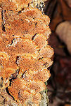 Ochre Spreading Tooth (Steccherinum ochraceum) Growing on a fallen, rotting oak branch on a forested trail.<br />
https://www.jungledragon.com/image/105500/ochre_spreading_tooth_steccherinum_ochraceum.html Fall,Geotagged,Steccherinum ochraceum,United States