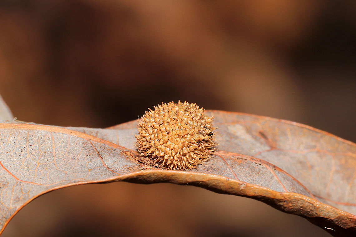 Hedgehog Gall Wasp (Acraspis erinacei) On a White Oak (Quercus alba) leaf on a woodland trail.<br />
 Acraspis erinacei,Fall,Geotagged,United States