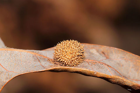 Hedgehog Gall Wasp (Acraspis erinacei) On a White Oak (Quercus alba) leaf on a woodland trail.
 Acraspis erinacei,Fall,Geotagged,United States
