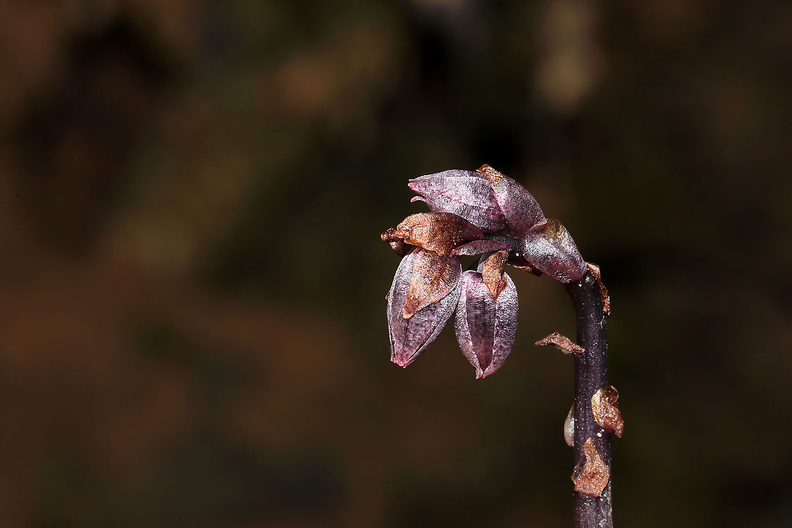 Pygmy Pipes (Monotropsis odorata) Vulnerable/Threatened Species. S1: Critically Imperiled in GA. It is considered endangered in Maryland and Florida. <br />
Growing beneath a stand of mountain laurel/rhododendron (I suck at IDing these during this season), near a swampy, forested area. Not very fragrant. Maybe a slight spicy scent. <br />
<br />
This small plant is nonphotosynthetic, so it must obtain its carbohydrates from an outside source. It is thought that it grows in conjunction with Hydnellum fungi, which obtains carbon from photosynthesizing plants in order to produce carbohydrates. Monotropsis odorata then extracts these carbohydrates from the fungus.<br />
<br />
I was a bit stunned by these oddballs, so please feel free to correct my ID.<br />
<figure class="photo"><a href="https://www.jungledragon.com/image/105506/pygmy_pipes_monotropsis_odorata.html" title="Pygmy Pipes (Monotropsis odorata)"><img src="https://s3.amazonaws.com/media.jungledragon.com/images/3231/105506_thumb.jpg?AWSAccessKeyId=05GMT0V3GWVNE7GGM1R2&Expires=1767225610&Signature=QP8VSHpus8T%2FTrK67p74eMgJfaA%3D" width="200" height="134" alt="Pygmy Pipes (Monotropsis odorata) Vulnerable/Threatened Species.<br />
Growing beneath a stand of mountain laurel/rhododendron (I suck at IDing these during this season), near a swampy, forested area. Not very fragrant. Maybe a slight spicy scent.<br />
<br />
This small plant is nonphotosynthetic, so it must obtain its carbohydrates from an outside source. It is thought that it grows in conjunction with Hydnellum fungi, which obtains carbon from photosynthesizing plants in order to produce carbohydrates. Monotropsis odorata then extracts these carbohydrates from the fungus.<br />
<br />
I was a bit stunned by these oddballs, so please feel free to correct my ID.<br />
https://www.jungledragon.com/image/105505/pygmy_pipes_monotropsis_odorata.html<br />
https://www.jungledragon.com/image/105507/pygmy_pipes_monotropsis_odorata.html Fall,Geotagged,Monotropsis,Monotropsis odorata,United States" /></a></figure><br />
<figure class="photo"><a href="https://www.jungledragon.com/image/105507/pygmy_pipes_monotropsis_odorata.html" title="Pygmy Pipes (Monotropsis odorata)"><img src="https://s3.amazonaws.com/media.jungledragon.com/images/3231/105507_thumb.jpg?AWSAccessKeyId=05GMT0V3GWVNE7GGM1R2&Expires=1767225610&Signature=vcBfji6MeY3x2sTS7dQpBt5ia3A%3D" width="200" height="134" alt="Pygmy Pipes (Monotropsis odorata) Vulnerable/Threatened Species.<br />
Growing beneath a stand of mountain laurel/rhododendron (I suck at IDing these during this season), near a swampy, forested area. Not very fragrant. Maybe a slight spicy scent.<br />
<br />
This small plant is nonphotosynthetic, so it must obtain its carbohydrates from an outside source. It is thought that it grows in conjunction with Hydnellum fungi, which obtains carbon from photosynthesizing plants in order to produce carbohydrates. Monotropsis odorata then extracts these carbohydrates from the fungus.<br />
<br />
I was a bit stunned by these oddballs, so please feel free to correct my ID. <br />
https://www.jungledragon.com/image/105506/pygmy_pipes_monotropsis_odorata.html<br />
https://www.jungledragon.com/image/105505/pygmy_pipes_monotropsis_odorata.html Fall,Geotagged,Monotropsis,Monotropsis odorata,United States" /></a></figure> Fall,Geotagged,Monotropsis,Monotropsis odorata,United States