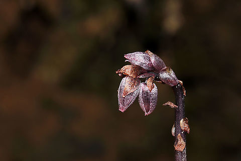 Pygmy Pipes (Monotropsis odorata) Vulnerable/Threatened Species. S1: Critically Imperiled in GA. It is considered endangered in Maryland and Florida. 
Growing beneath a stand of mountain laurel/rhododendron (I suck at IDing these during this season), near a swampy, forested area. Not very fragrant. Maybe a slight spicy scent. 

This small plant is nonphotosynthetic, so it must obtain its carbohydrates from an outside source. It is thought that it grows in conjunction with Hydnellum fungi, which obtains carbon from photosynthesizing plants in order to produce carbohydrates. Monotropsis odorata then extracts these carbohydrates from the fungus.

I was a bit stunned by these oddballs, so please feel free to correct my ID.
https://www.jungledragon.com/image/105506/pygmy_pipes_monotropsis_odorata.html
https://www.jungledragon.com/image/105507/pygmy_pipes_monotropsis_odorata.html Fall,Geotagged,Monotropsis,Monotropsis odorata,United States
