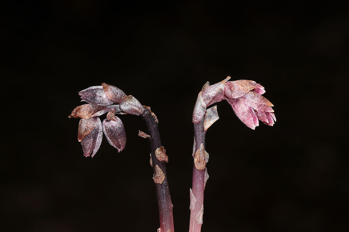 Pygmy Pipes (Monotropsis odorata) Vulnerable/Threatened Species.<br />
Growing beneath a stand of mountain laurel/rhododendron (I suck at IDing these during this season), near a swampy, forested area. Not very fragrant. Maybe a slight spicy scent.<br />
<br />
This small plant is nonphotosynthetic, so it must obtain its carbohydrates from an outside source. It is thought that it grows in conjunction with Hydnellum fungi, which obtains carbon from photosynthesizing plants in order to produce carbohydrates. Monotropsis odorata then extracts these carbohydrates from the fungus.<br />
<br />
I was a bit stunned by these oddballs, so please feel free to correct my ID.<br />
<figure class="photo"><a href="https://www.jungledragon.com/image/105505/pygmy_pipes_monotropsis_odorata.html" title="Pygmy Pipes (Monotropsis odorata)"><img src="https://s3.amazonaws.com/media.jungledragon.com/images/3231/105505_thumb.jpg?AWSAccessKeyId=05GMT0V3GWVNE7GGM1R2&Expires=1770854410&Signature=uM4Wk1PCfdgqPZD8q%2BUgwyS34WA%3D" width="200" height="134" alt="Pygmy Pipes (Monotropsis odorata) Vulnerable/Threatened Species. S1: Critically Imperiled in GA. It is considered endangered in Maryland and Florida. <br />
Growing beneath a stand of mountain laurel/rhododendron (I suck at IDing these during this season), near a swampy, forested area. Not very fragrant. Maybe a slight spicy scent. <br />
<br />
This small plant is nonphotosynthetic, so it must obtain its carbohydrates from an outside source. It is thought that it grows in conjunction with Hydnellum fungi, which obtains carbon from photosynthesizing plants in order to produce carbohydrates. Monotropsis odorata then extracts these carbohydrates from the fungus.<br />
<br />
I was a bit stunned by these oddballs, so please feel free to correct my ID.<br />
https://www.jungledragon.com/image/105506/pygmy_pipes_monotropsis_odorata.html<br />
https://www.jungledragon.com/image/105507/pygmy_pipes_monotropsis_odorata.html Fall,Geotagged,Monotropsis,Monotropsis odorata,United States" /></a></figure><br />
<figure class="photo"><a href="https://www.jungledragon.com/image/105507/pygmy_pipes_monotropsis_odorata.html" title="Pygmy Pipes (Monotropsis odorata)"><img src="https://s3.amazonaws.com/media.jungledragon.com/images/3231/105507_thumb.jpg?AWSAccessKeyId=05GMT0V3GWVNE7GGM1R2&Expires=1770854410&Signature=DaIZfHZSh%2BxMjiQyrmUeMSL13aQ%3D" width="200" height="134" alt="Pygmy Pipes (Monotropsis odorata) Vulnerable/Threatened Species.<br />
Growing beneath a stand of mountain laurel/rhododendron (I suck at IDing these during this season), near a swampy, forested area. Not very fragrant. Maybe a slight spicy scent.<br />
<br />
This small plant is nonphotosynthetic, so it must obtain its carbohydrates from an outside source. It is thought that it grows in conjunction with Hydnellum fungi, which obtains carbon from photosynthesizing plants in order to produce carbohydrates. Monotropsis odorata then extracts these carbohydrates from the fungus.<br />
<br />
I was a bit stunned by these oddballs, so please feel free to correct my ID. <br />
https://www.jungledragon.com/image/105506/pygmy_pipes_monotropsis_odorata.html<br />
https://www.jungledragon.com/image/105505/pygmy_pipes_monotropsis_odorata.html Fall,Geotagged,Monotropsis,Monotropsis odorata,United States" /></a></figure> Fall,Geotagged,Monotropsis,Monotropsis odorata,United States