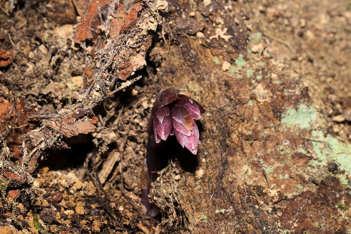 Pygmy Pipes (Monotropsis odorata) Vulnerable/Threatened Species.<br />
Growing beneath a stand of mountain laurel/rhododendron (I suck at IDing these during this season), near a swampy, forested area. Not very fragrant. Maybe a slight spicy scent.<br />
<br />
This small plant is nonphotosynthetic, so it must obtain its carbohydrates from an outside source. It is thought that it grows in conjunction with Hydnellum fungi, which obtains carbon from photosynthesizing plants in order to produce carbohydrates. Monotropsis odorata then extracts these carbohydrates from the fungus.<br />
<br />
I was a bit stunned by these oddballs, so please feel free to correct my ID. <br />
<figure class="photo"><a href="https://www.jungledragon.com/image/105506/pygmy_pipes_monotropsis_odorata.html" title="Pygmy Pipes (Monotropsis odorata)"><img src="https://s3.amazonaws.com/media.jungledragon.com/images/3231/105506_thumb.jpg?AWSAccessKeyId=05GMT0V3GWVNE7GGM1R2&Expires=1767225610&Signature=QP8VSHpus8T%2FTrK67p74eMgJfaA%3D" width="200" height="134" alt="Pygmy Pipes (Monotropsis odorata) Vulnerable/Threatened Species.<br />
Growing beneath a stand of mountain laurel/rhododendron (I suck at IDing these during this season), near a swampy, forested area. Not very fragrant. Maybe a slight spicy scent.<br />
<br />
This small plant is nonphotosynthetic, so it must obtain its carbohydrates from an outside source. It is thought that it grows in conjunction with Hydnellum fungi, which obtains carbon from photosynthesizing plants in order to produce carbohydrates. Monotropsis odorata then extracts these carbohydrates from the fungus.<br />
<br />
I was a bit stunned by these oddballs, so please feel free to correct my ID.<br />
https://www.jungledragon.com/image/105505/pygmy_pipes_monotropsis_odorata.html<br />
https://www.jungledragon.com/image/105507/pygmy_pipes_monotropsis_odorata.html Fall,Geotagged,Monotropsis,Monotropsis odorata,United States" /></a></figure><br />
<figure class="photo"><a href="https://www.jungledragon.com/image/105505/pygmy_pipes_monotropsis_odorata.html" title="Pygmy Pipes (Monotropsis odorata)"><img src="https://s3.amazonaws.com/media.jungledragon.com/images/3231/105505_thumb.jpg?AWSAccessKeyId=05GMT0V3GWVNE7GGM1R2&Expires=1767225610&Signature=8Wt64UuxnBEAMdiG10FzX80k3Lk%3D" width="200" height="134" alt="Pygmy Pipes (Monotropsis odorata) Vulnerable/Threatened Species. S1: Critically Imperiled in GA. It is considered endangered in Maryland and Florida. <br />
Growing beneath a stand of mountain laurel/rhododendron (I suck at IDing these during this season), near a swampy, forested area. Not very fragrant. Maybe a slight spicy scent. <br />
<br />
This small plant is nonphotosynthetic, so it must obtain its carbohydrates from an outside source. It is thought that it grows in conjunction with Hydnellum fungi, which obtains carbon from photosynthesizing plants in order to produce carbohydrates. Monotropsis odorata then extracts these carbohydrates from the fungus.<br />
<br />
I was a bit stunned by these oddballs, so please feel free to correct my ID.<br />
https://www.jungledragon.com/image/105506/pygmy_pipes_monotropsis_odorata.html<br />
https://www.jungledragon.com/image/105507/pygmy_pipes_monotropsis_odorata.html Fall,Geotagged,Monotropsis,Monotropsis odorata,United States" /></a></figure> Fall,Geotagged,Monotropsis,Monotropsis odorata,United States