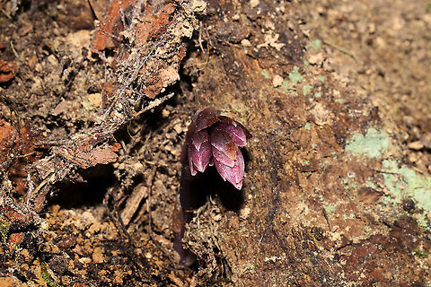 Pygmy Pipes (Monotropsis odorata) Vulnerable/Threatened Species.
Growing beneath a stand of mountain laurel/rhododendron (I suck at IDing these during this season), near a swampy, forested area. Not very fragrant. Maybe a slight spicy scent.

This small plant is nonphotosynthetic, so it must obtain its carbohydrates from an outside source. It is thought that it grows in conjunction with Hydnellum fungi, which obtains carbon from photosynthesizing plants in order to produce carbohydrates. Monotropsis odorata then extracts these carbohydrates from the fungus.

I was a bit stunned by these oddballs, so please feel free to correct my ID. 
https://www.jungledragon.com/image/105506/pygmy_pipes_monotropsis_odorata.html
https://www.jungledragon.com/image/105505/pygmy_pipes_monotropsis_odorata.html Fall,Geotagged,Monotropsis,Monotropsis odorata,United States