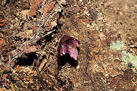 Pygmy Pipes (Monotropsis odorata) Vulnerable/Threatened Species.<br />
Growing beneath a stand of mountain laurel/rhododendron (I suck at IDing these during this season), near a swampy, forested area. Not very fragrant. Maybe a slight spicy scent.<br />
<br />
This small plant is nonphotosynthetic, so it must obtain its carbohydrates from an outside source. It is thought that it grows in conjunction with Hydnellum fungi, which obtains carbon from photosynthesizing plants in order to produce carbohydrates. Monotropsis odorata then extracts these carbohydrates from the fungus.<br />
<br />
I was a bit stunned by these oddballs, so please feel free to correct my ID. <br />
https://www.jungledragon.com/image/105506/pygmy_pipes_monotropsis_odorata.html<br />
https://www.jungledragon.com/image/105505/pygmy_pipes_monotropsis_odorata.html Fall,Geotagged,Monotropsis,Monotropsis odorata,United States