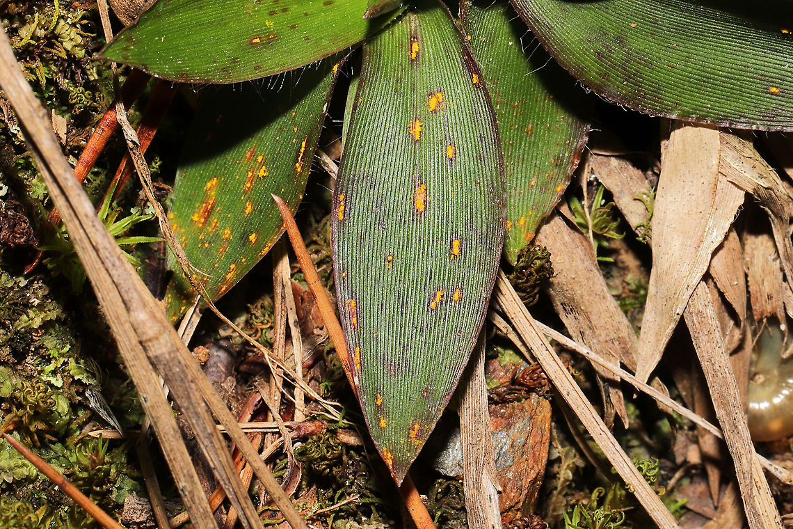Switchgrass Rust (Puccinia emaculata)? Rust fungus on something in the Tribe Paniceae. My assumption is P. emaculata, but I&#039;m not entirely sure.<br />
Host is Dichanthelium sp. I think.<br />
<br />
<a href="https://wiki.bugwood.org/Puccinia_emaculata_(switchgrass_rust)" rel="nofollow">https://wiki.bugwood.org/Puccinia_emaculata_(switchgrass_rust)</a><br />
<br />
<a href="https://www.ipmimages.org/browse/subthumb.cfm?sub=22682" rel="nofollow">https://www.ipmimages.org/browse/subthumb.cfm?sub=22682</a><br />
 Fall,Geotagged,Puccinia emaculata,Switchgrass Rust Fungus,United States