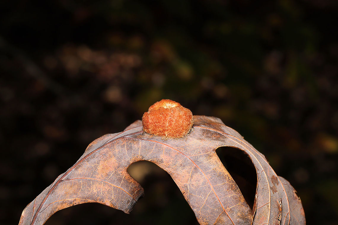 White Oak Gall Wasp (Andricus quercusflocci) On the midrib vein (underside) of a White Oak (Quercus alba) leaf on a forested trail.<br />
 Andricus quercusflocci,Fall,Geotagged,United States
