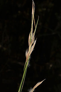 Little Bluestem (Schizachyrium scoparium) I planted Schizachyrium scoparium seeds in this area over a year ago (for rehabbing), and I'm thinking this is a good ID.
https://www.jungledragon.com/image/105654/little_bluestem_schizachyrium_scoparium.html
https://www.jungledragon.com/image/105653/little_bluestem_schizachyrium_scoparium.html Fall,Geotagged,Little bluestem,Schizachyrium scoparium,United States