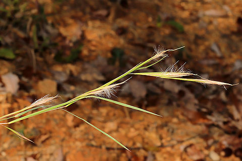 Little Bluestem (Schizachyrium scoparium) I planted Schizachyrium scoparium seeds in this area over a year ago (for rehabbing), and I'm thinking this is a good ID. 
https://www.jungledragon.com/image/105654/little_bluestem_schizachyrium_scoparium.html
https://www.jungledragon.com/image/105652/little_bluestem_schizachyrium_scoparium.html Fall,Geotagged,Little bluestem,Schizachyrium scoparium,United States