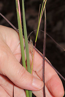 Little Bluestem (Schizachyrium scoparium) I planted Schizachyrium scoparium seeds in this area over a year ago (for rehabbing), and I'm thinking this is a good ID. 
https://www.jungledragon.com/image/105653/little_bluestem_schizachyrium_scoparium.html
https://www.jungledragon.com/image/105652/little_bluestem_schizachyrium_scoparium.html Fall,Geotagged,Little bluestem,Schizachyrium scoparium,United States