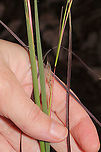Little Bluestem (Schizachyrium scoparium) I planted Schizachyrium scoparium seeds in this area over a year ago (for rehabbing), and I'm thinking this is a good ID. <br />
https://www.jungledragon.com/image/105653/little_bluestem_schizachyrium_scoparium.html<br />
https://www.jungledragon.com/image/105652/little_bluestem_schizachyrium_scoparium.html Fall,Geotagged,Little bluestem,Schizachyrium scoparium,United States