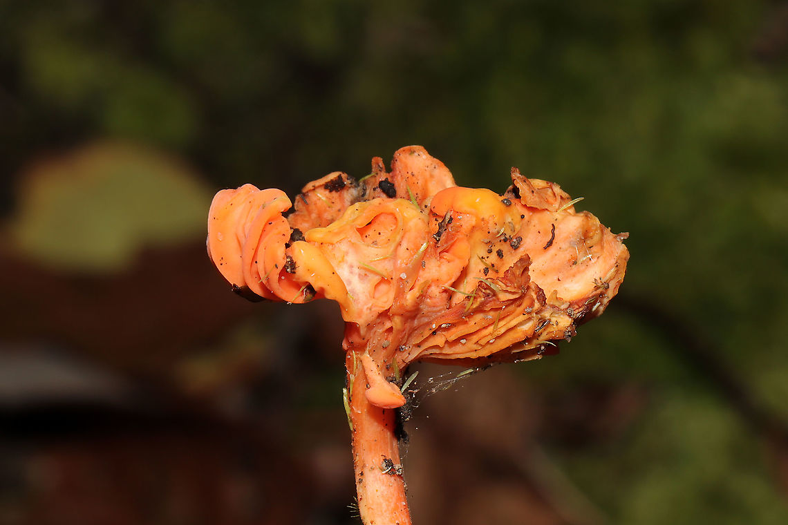 Red Chanterelle (Cantharellus cinnabarinus) - Old Specimen Old chanterelle (possibly becoming parasitized?) growing in moss near a forested trail.<br />
<figure class="photo"><a href="https://www.jungledragon.com/image/105657/red_chanterelle_cantharellus_cinnabarinus_-_old_specimen.html" title="Red Chanterelle (Cantharellus cinnabarinus) - Old Specimen"><img src="https://s3.amazonaws.com/media.jungledragon.com/images/3231/105657_thumb.jpg?AWSAccessKeyId=05GMT0V3GWVNE7GGM1R2&Expires=1759968010&Signature=Iq%2FCaXwuWQBkRJoEzgeoh9v3KGY%3D" width="200" height="134" alt="Red Chanterelle (Cantharellus cinnabarinus) - Old Specimen Old chanterelle (possibly becoming parasitized?) growing in moss near a forested trail. <br />
https://www.jungledragon.com/image/105656/red_chanterelle_cantharellus_cinnabarinus_-_old_specimen.html<br />
https://www.jungledragon.com/image/105655/red_chanterelle_cantharellus_cinnabarinus_-_old_specimen.html Cantharellus cinnabarinus,Fall,Geotagged,United States" /></a></figure><br />
<figure class="photo"><a href="https://www.jungledragon.com/image/105656/red_chanterelle_cantharellus_cinnabarinus_-_old_specimen.html" title="Red Chanterelle (Cantharellus cinnabarinus) - Old Specimen"><img src="https://s3.amazonaws.com/media.jungledragon.com/images/3231/105656_thumb.jpg?AWSAccessKeyId=05GMT0V3GWVNE7GGM1R2&Expires=1759968010&Signature=Hg8IgruaoHJWvkwLGu2y6wIrhTs%3D" width="200" height="134" alt="Red Chanterelle (Cantharellus cinnabarinus) - Old Specimen Old chanterelle (possibly becoming parasitized?) growing in moss near a forested trail.<br />
https://www.jungledragon.com/image/105657/red_chanterelle_cantharellus_cinnabarinus_-_old_specimen.html<br />
https://www.jungledragon.com/image/105655/red_chanterelle_cantharellus_cinnabarinus_-_old_specimen.html<br />
 Cantharellus cinnabarinus,Fall,Geotagged,United States" /></a></figure> Cantharellus cinnabarinus,Fall,Geotagged,United States