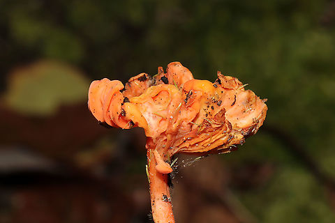 Red Chanterelle (Cantharellus cinnabarinus) - Old Specimen Old chanterelle (possibly becoming parasitized?) growing in moss near a forested trail.
https://www.jungledragon.com/image/105657/red_chanterelle_cantharellus_cinnabarinus_-_old_specimen.html
https://www.jungledragon.com/image/105656/red_chanterelle_cantharellus_cinnabarinus_-_old_specimen.html Cantharellus cinnabarinus,Fall,Geotagged,United States