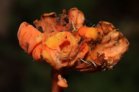 Red Chanterelle (Cantharellus cinnabarinus) - Old Specimen Old chanterelle (possibly becoming parasitized?) growing in moss near a forested trail.
https://www.jungledragon.com/image/105657/red_chanterelle_cantharellus_cinnabarinus_-_old_specimen.html
https://www.jungledragon.com/image/105655/red_chanterelle_cantharellus_cinnabarinus_-_old_specimen.html
 Cantharellus cinnabarinus,Fall,Geotagged,United States