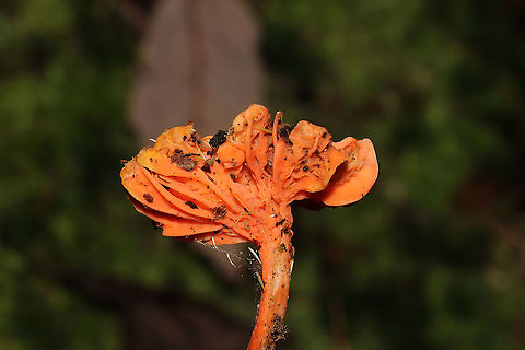 Red Chanterelle (Cantharellus cinnabarinus) - Old Specimen Old chanterelle (possibly becoming parasitized?) growing in moss near a forested trail. 
https://www.jungledragon.com/image/105656/red_chanterelle_cantharellus_cinnabarinus_-_old_specimen.html
https://www.jungledragon.com/image/105655/red_chanterelle_cantharellus_cinnabarinus_-_old_specimen.html Cantharellus cinnabarinus,Fall,Geotagged,United States