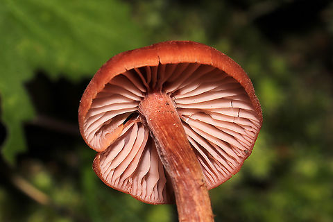Deceiver (Laccaria laccata group) Growing in moss at the edge of a forested trail.
https://www.jungledragon.com/image/105659/deceiver_laccaria_laccata_group.html
 Fall,Geotagged,Laccaria laccata,United States,Waxy laccaria