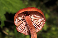 Deceiver (Laccaria laccata group) Growing in moss at the edge of a forested trail.<br />
https://www.jungledragon.com/image/105659/deceiver_laccaria_laccata_group.html<br />
 Fall,Geotagged,Laccaria laccata,United States,Waxy laccaria