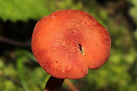 Deceiver (Laccaria laccata group) Growing in moss at the edge of a forested trail.<br />
https://www.jungledragon.com/image/105658/deceiver_laccaria_laccata_group.html Fall,Geotagged,Laccaria laccata,United States,Waxy laccaria