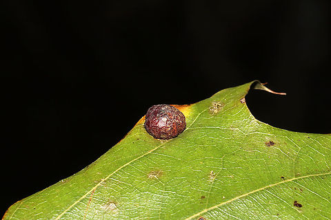 Polystepha pilulae? ID Tentative. On some sort of red oak leaf at a mixed forest trail. I've never seen this species solo on leaves!
 Fall,Geotagged,Polystepha pilulae,United States