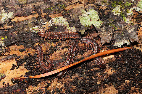 Pseudopolydesmus erasus Under a hardwood log beneath leaf litter in a dense mixed forest understory. 
https://www.jungledragon.com/image/105707/pseudopolydesmus_erasus.html Fall,Geotagged,Pseudopolydesmus erasus,United States