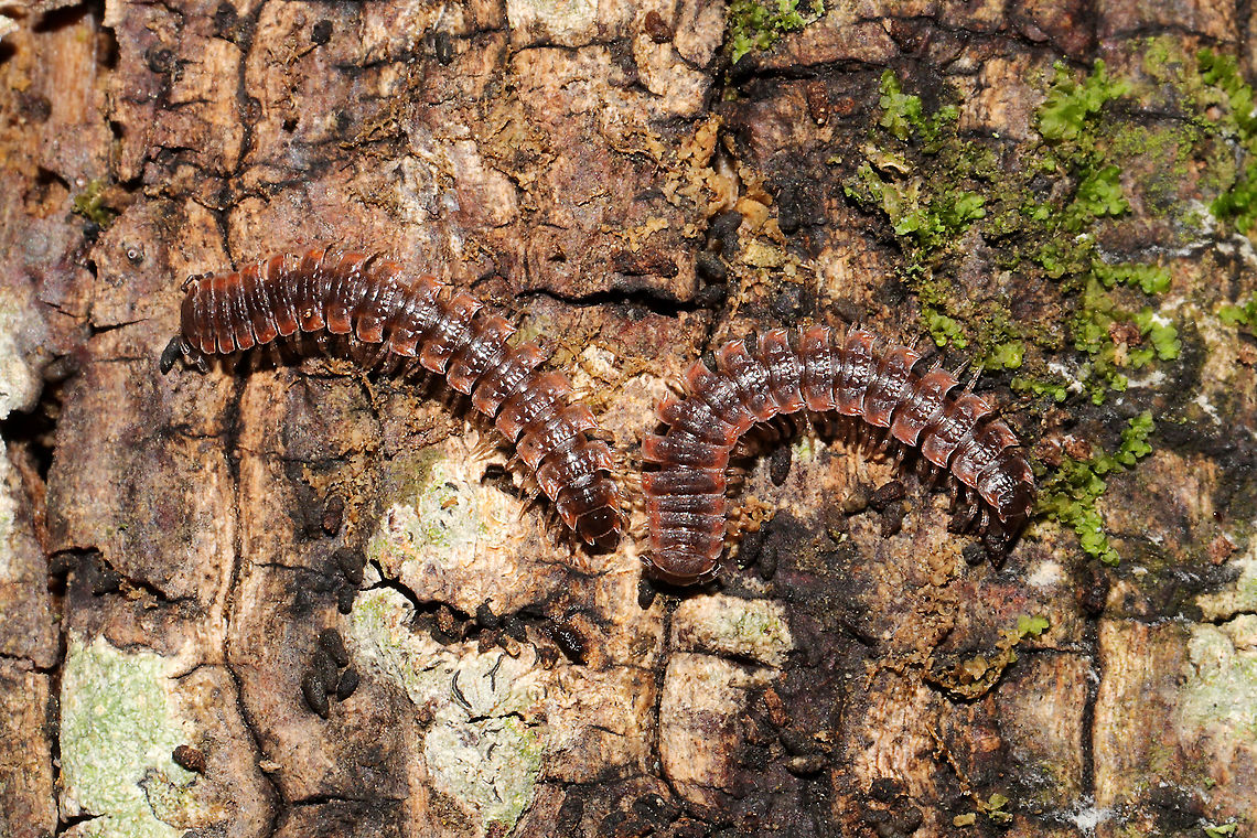 Pseudopolydesmus erasus Under a hardwood log beneath leaf litter in a dense mixed forest understory. <br />
<figure class="photo"><a href="https://www.jungledragon.com/image/105706/pseudopolydesmus_erasus.html" title="Pseudopolydesmus erasus"><img src="https://s3.amazonaws.com/media.jungledragon.com/images/3231/105706_thumb.jpg?AWSAccessKeyId=05GMT0V3GWVNE7GGM1R2&Expires=1759968010&Signature=666QfMbIu6CWGsgiQ0GUzuH5nZw%3D" width="200" height="134" alt="Pseudopolydesmus erasus Under a hardwood log beneath leaf litter in a dense mixed forest understory. <br />
https://www.jungledragon.com/image/105707/pseudopolydesmus_erasus.html Fall,Geotagged,Pseudopolydesmus erasus,United States" /></a></figure> Fall,Geotagged,Pseudopolydesmus erasus,United States
