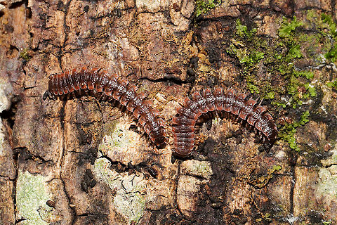 Pseudopolydesmus erasus Under a hardwood log beneath leaf litter in a dense mixed forest understory. 
https://www.jungledragon.com/image/105706/pseudopolydesmus_erasus.html Fall,Geotagged,Pseudopolydesmus erasus,United States