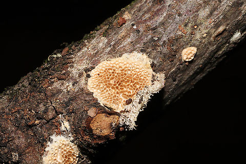 Antrodia sp. Growing on a fallen hardwood branch near a mixed forest edge.
 Fall,Geotagged,United States