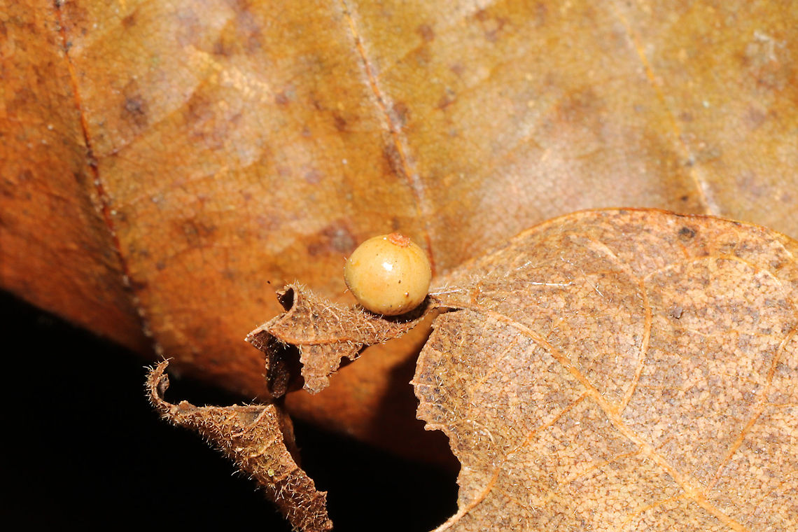 Caryomyia sp. On a Carya sp. leaf at a dense mixed forest edge.<br />
 Fall,Geotagged,United States