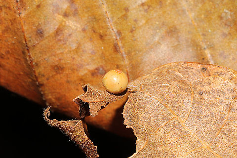Caryomyia sp. On a Carya sp. leaf at a dense mixed forest edge.
 Fall,Geotagged,United States