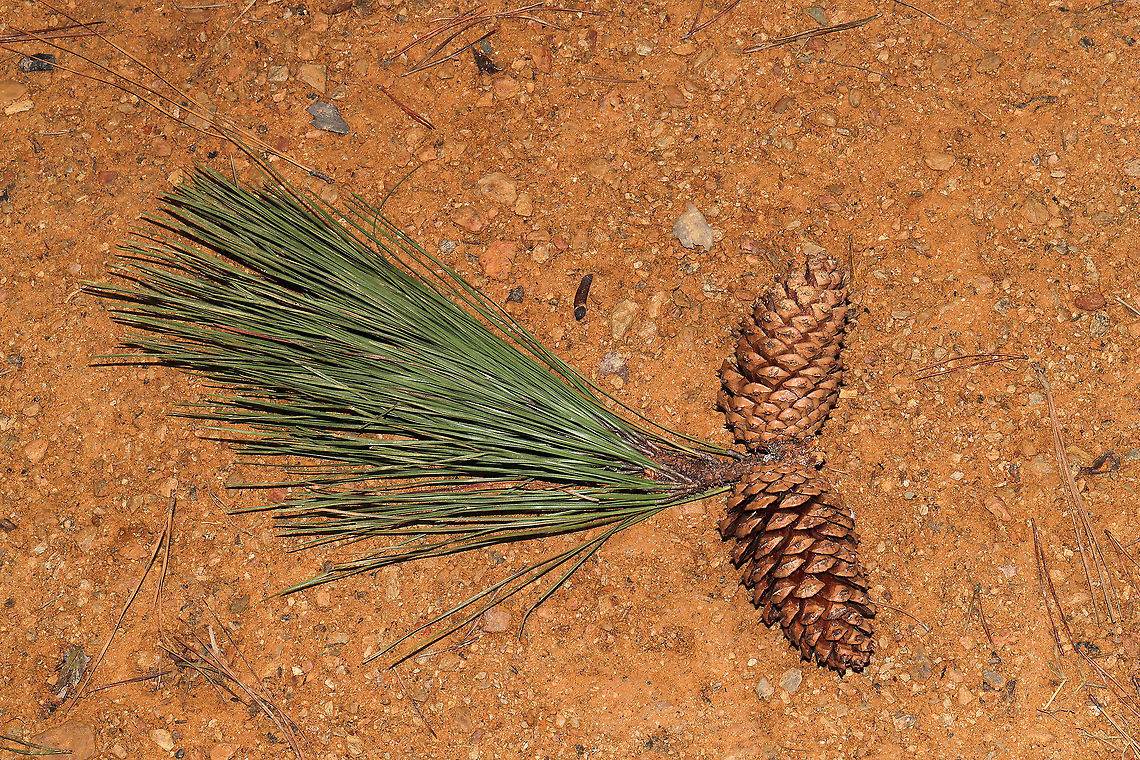 Loblolly Pine (Pinus taeda) At a dense mixed forest edge.<br />
 Fall,Geotagged,Loblolly pine,Pinus taeda,United States