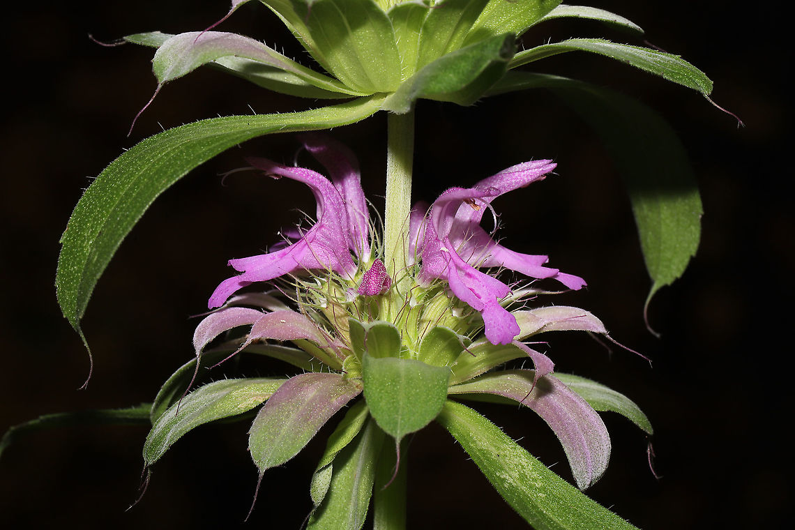 Lemon Beebalm (Monarda citriodora) Cultivated/Native.<br />
Growing at a disturbed mixed forest edge. I bought some seeds for this native species last year, and the flowers decided to make their appearance very late in the year!  Fall,Geotagged,Lemon Beebalm,Monarda citriodora,United States