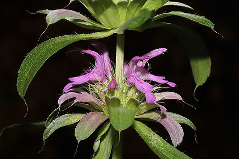 Lemon Beebalm (Monarda citriodora) Cultivated/Native.
Growing at a disturbed mixed forest edge. I bought some seeds for this native species last year, and the flowers decided to make their appearance very late in the year!  Fall,Geotagged,Lemon Beebalm,Monarda citriodora,United States