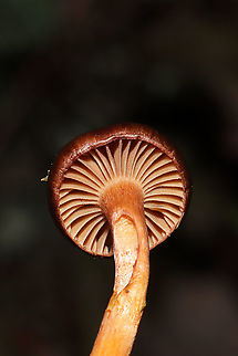 Pine Spike (Chroogomphus sp.) Growing on a mossy hillside at a mixed forest edge.
https://www.jungledragon.com/image/105713/pine_spike_chroogomphus_sp.html Fall,Geotagged,United States