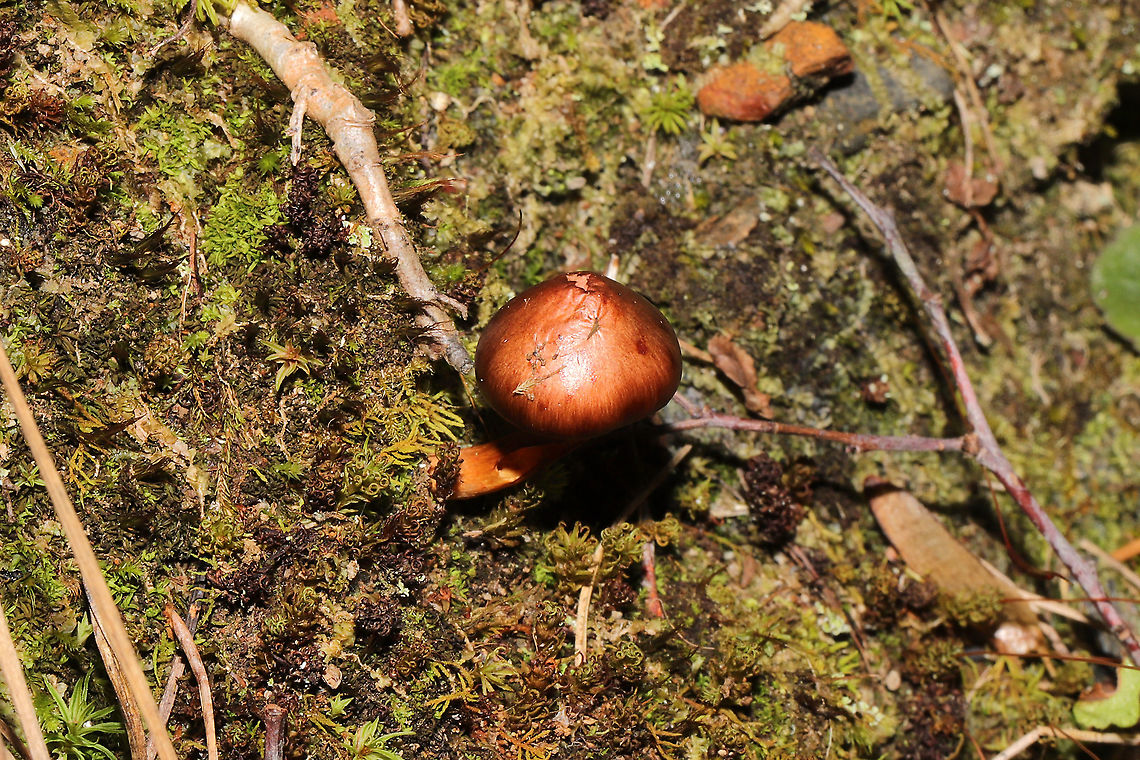 Pine Spike (Chroogomphus sp.) Growing on a mossy hillside at a mixed forest edge.<br />
<figure class="photo"><a href="https://www.jungledragon.com/image/105712/pine_spike_chroogomphus_sp.html" title="Pine Spike (Chroogomphus sp.)"><img src="https://s3.amazonaws.com/media.jungledragon.com/images/3231/105712_thumb.jpg?AWSAccessKeyId=05GMT0V3GWVNE7GGM1R2&Expires=1759968010&Signature=tpq5BvraKgFxw2tV1OrgF23ogWM%3D" width="102" height="152" alt="Pine Spike (Chroogomphus sp.) Growing on a mossy hillside at a mixed forest edge.<br />
https://www.jungledragon.com/image/105713/pine_spike_chroogomphus_sp.html Fall,Geotagged,United States" /></a></figure> Fall,Geotagged,United States